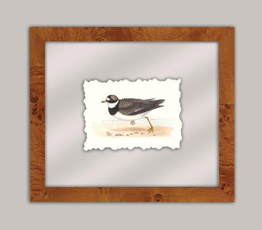 Shore Birds III