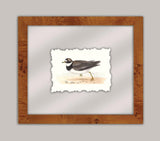 Shore Birds III