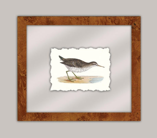 Shore Birds IV