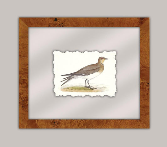 Shore Birds V