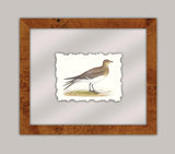 Shore Birds V