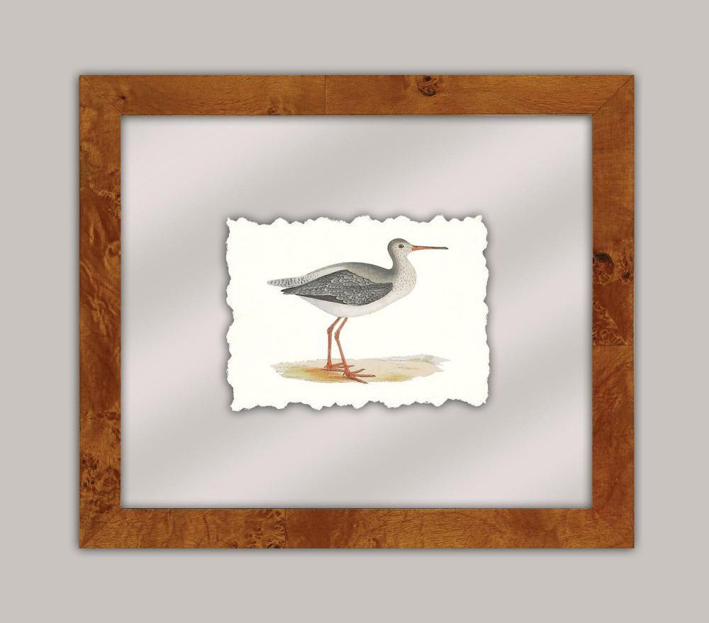 Shore Birds VI
