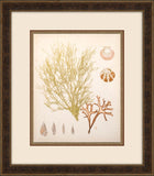 COASTAL RELIC II