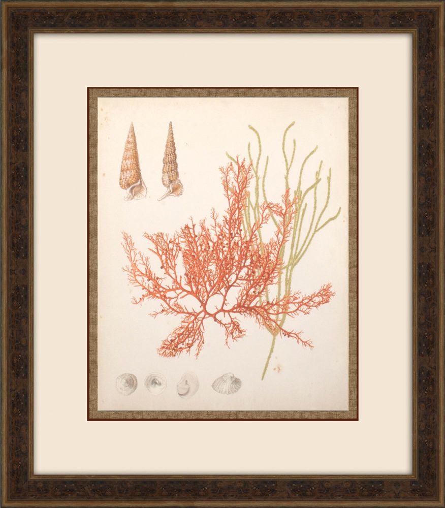 COASTAL RELIC III
