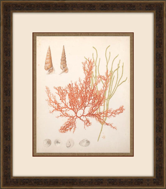 COASTAL RELIC III
