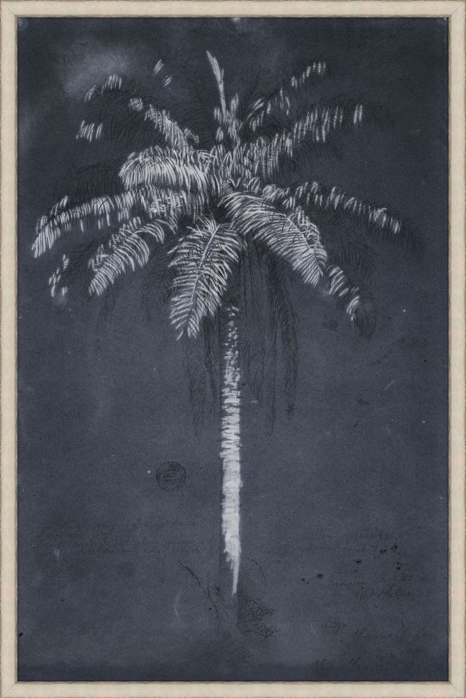Palm Trees