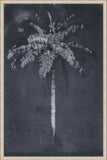 Palm Trees
