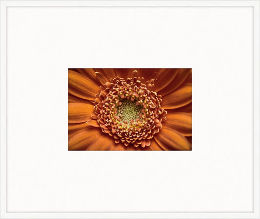 Electric Flowers - Orange I