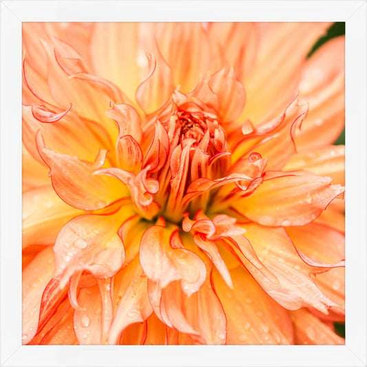 Peach Floral I