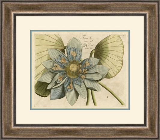 Blue Lotus Flower II