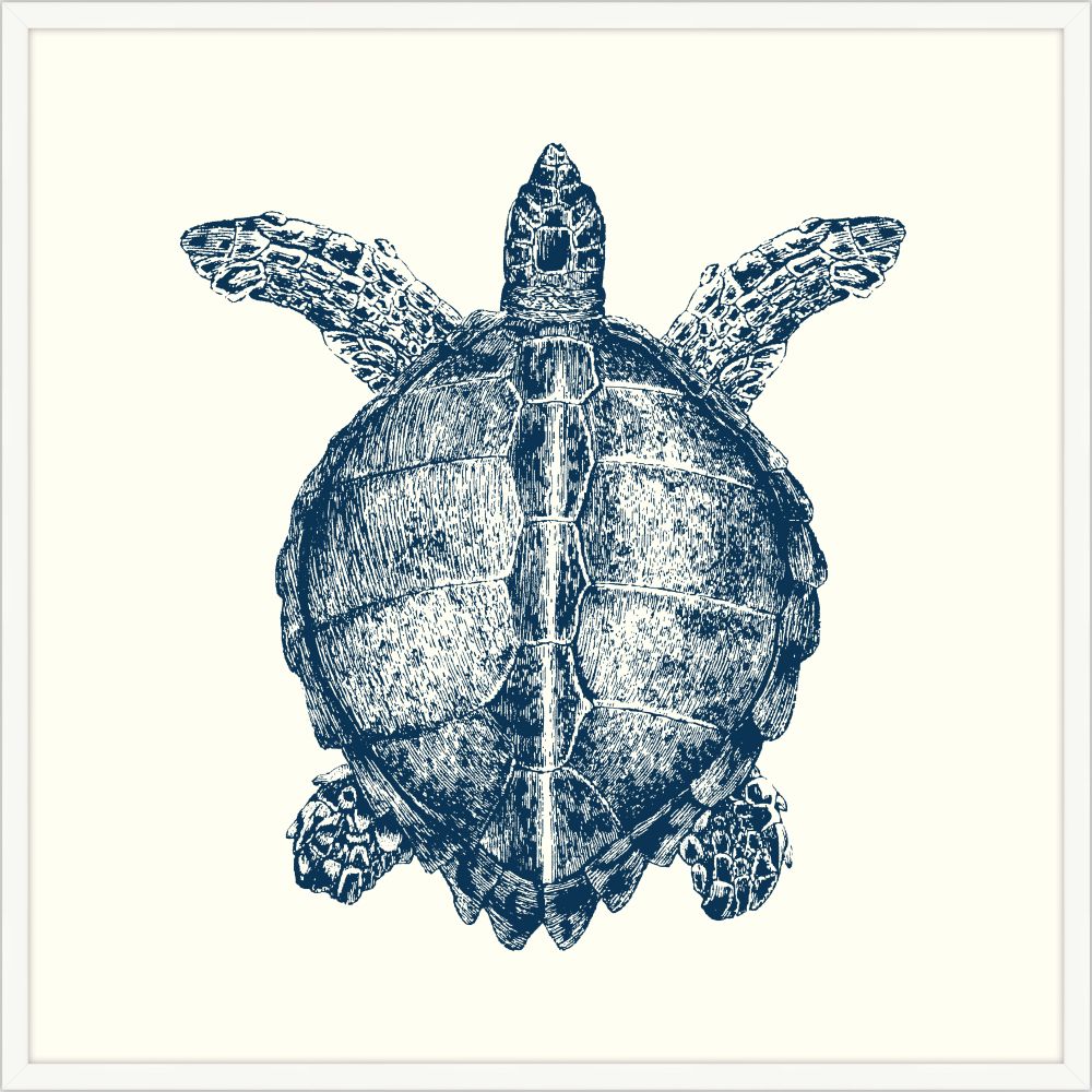 Turtle in Blue with White Frame