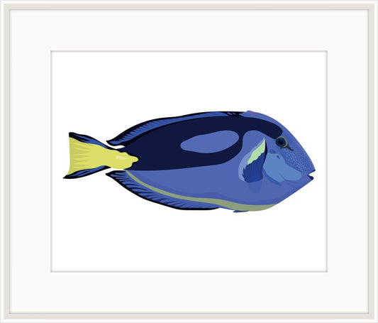 Unusual Purple Fish