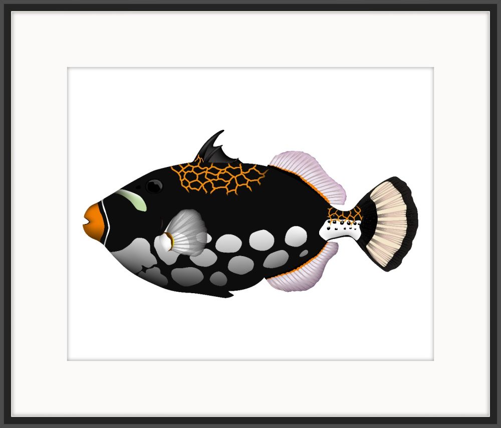 Clown  trigger Fish