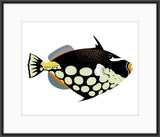 Pacific Clown