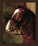 Bay Horses