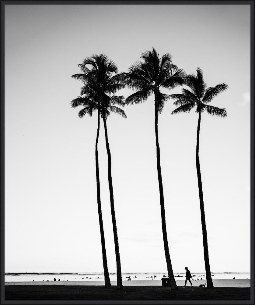 Palms at Dusk