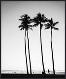 Palms at Dusk