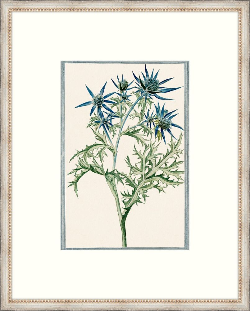 Bonelli's Blue Botanicals III