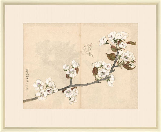 Sketchbook flowers in White  I