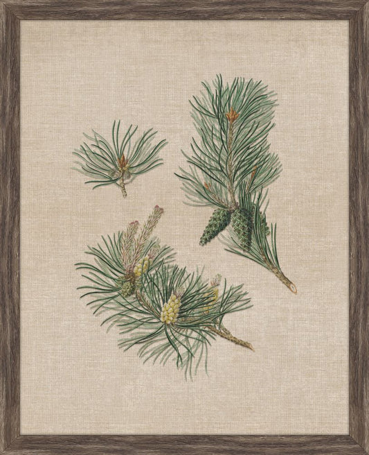 Pine Cones II