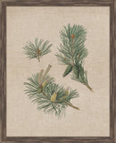 Pine Cones II