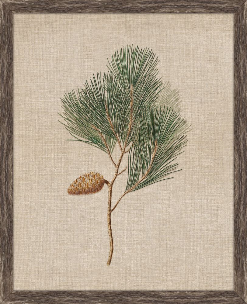 Pine Cones III