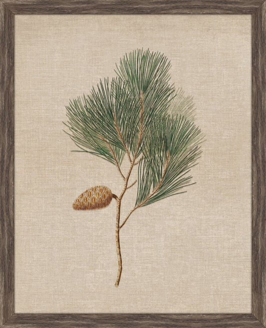 Pine Cones III