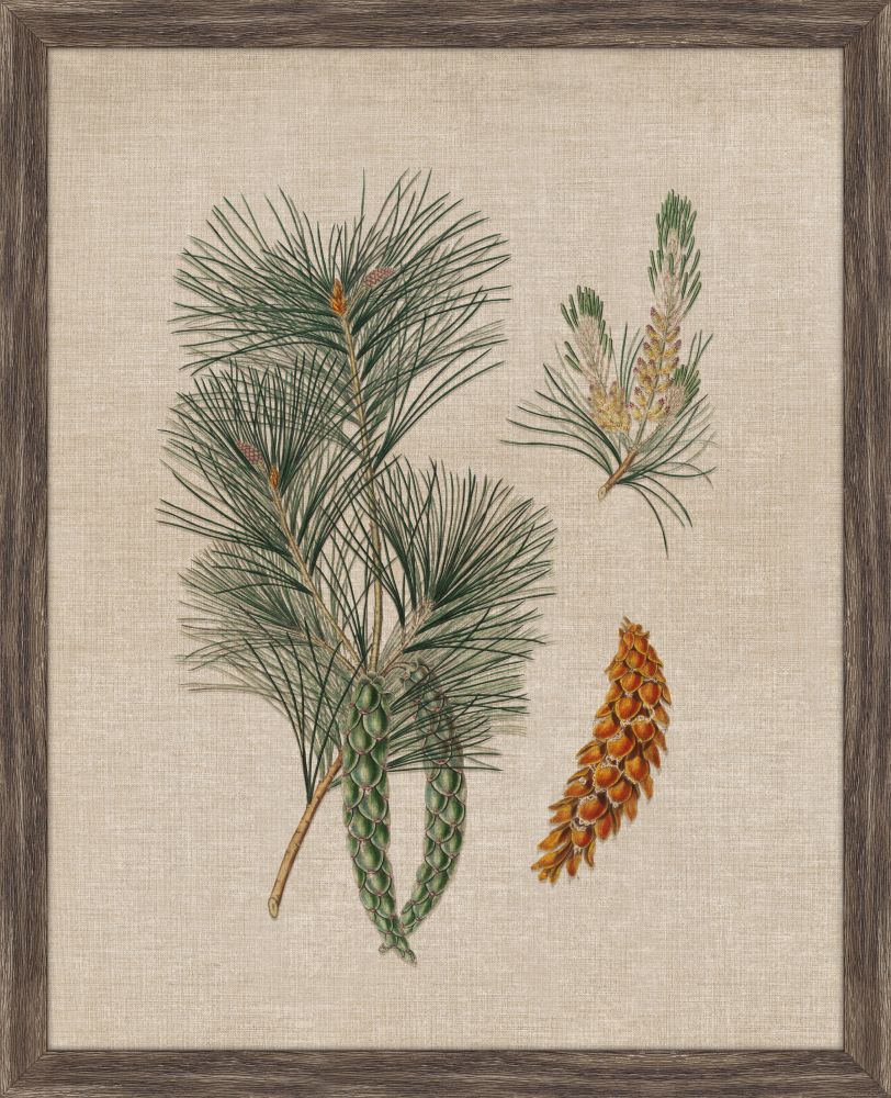 Pine Cones IV