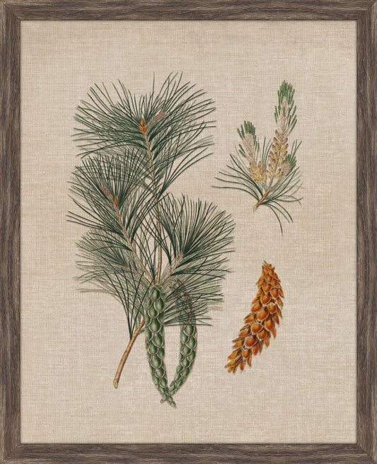 Pine Cones IV