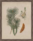 Pine Cones IV