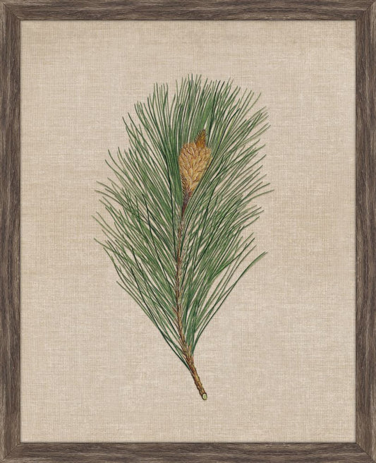 Pine Cones V