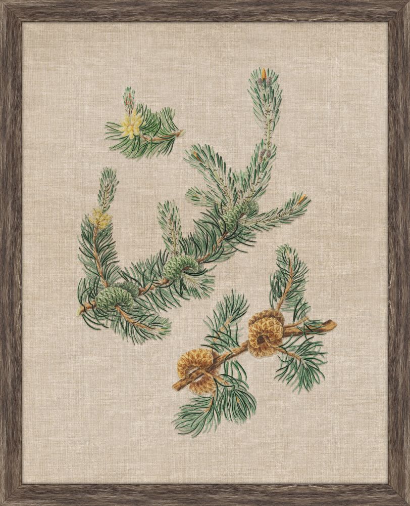 Pine Cones VI