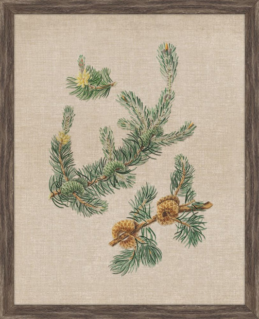 Pine Cones VI