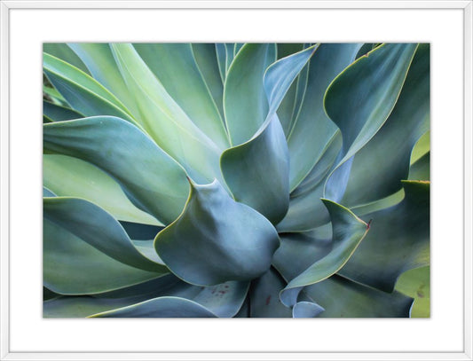 Succulent Dreams II