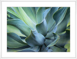 Succulent Dreams II