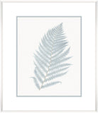Stillwater Ferns I