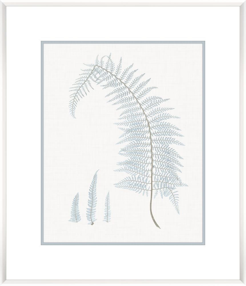 Stillwater Ferns II