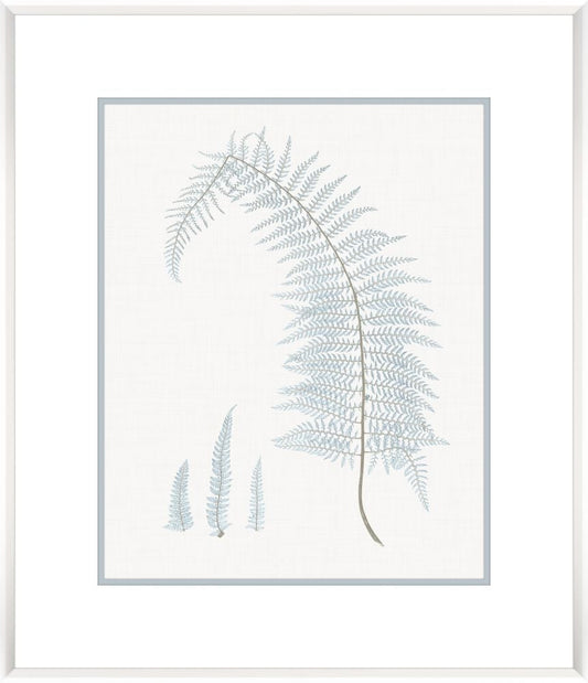 Stillwater Ferns II