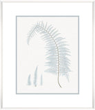 Stillwater Ferns II