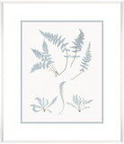 Stillwater Ferns IV