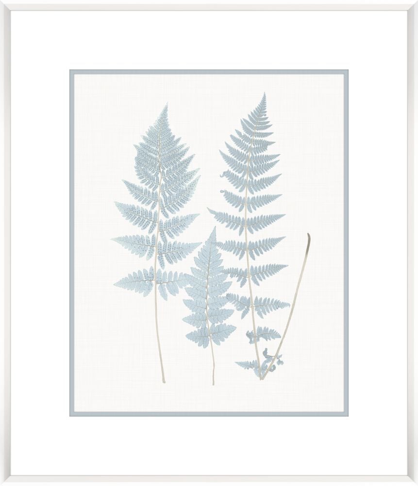 Stillwater Ferns VI