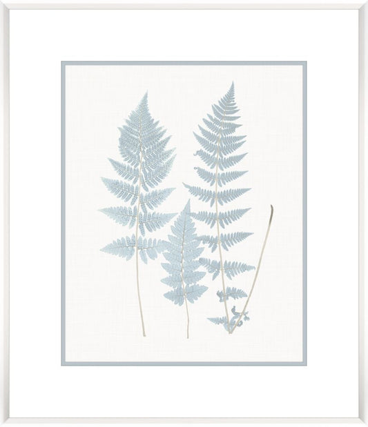 Stillwater Ferns VI