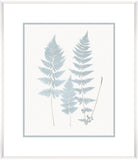 Stillwater Ferns VI