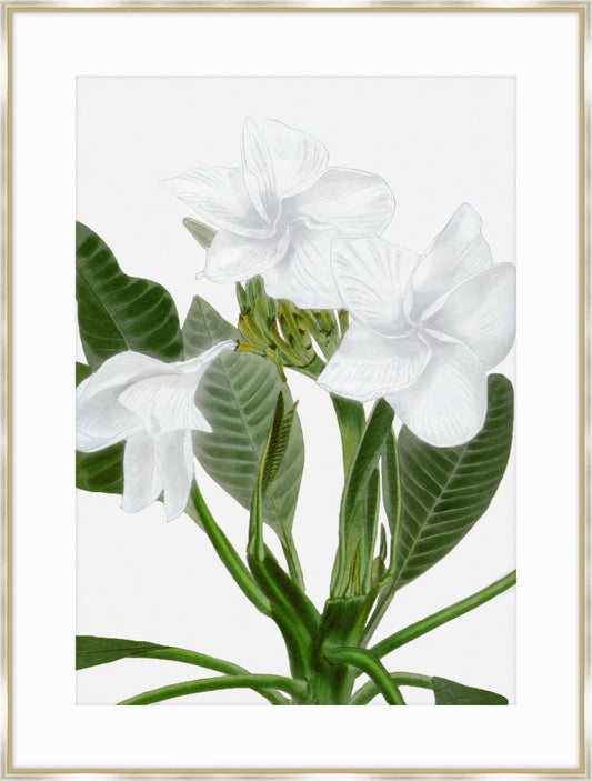 April Flower I