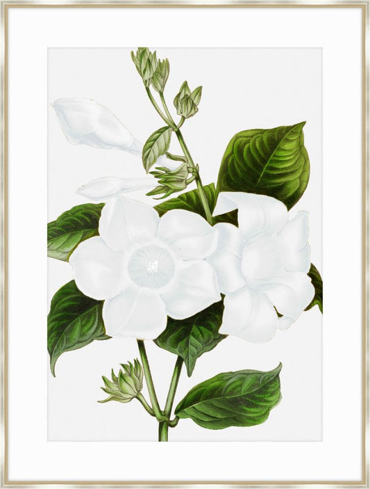 April Flower II