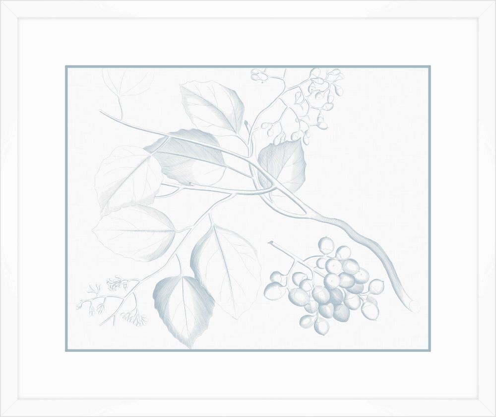 Von Rheede Botanical in Blue Nose III
