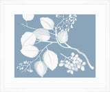 Von Rheede Botanical Blue Nose Reverse III