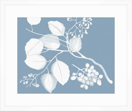 Von Rheede Botanical Blue Nose Reverse III
