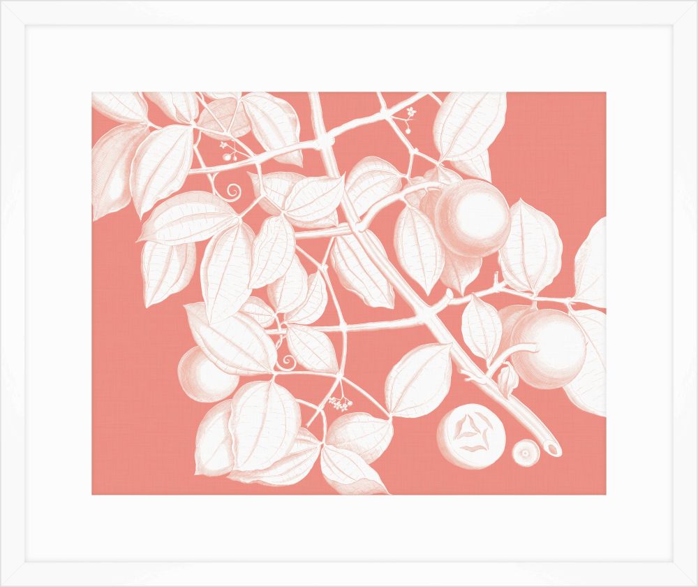 Von Rheede Botanical Coral Reef Reverse I