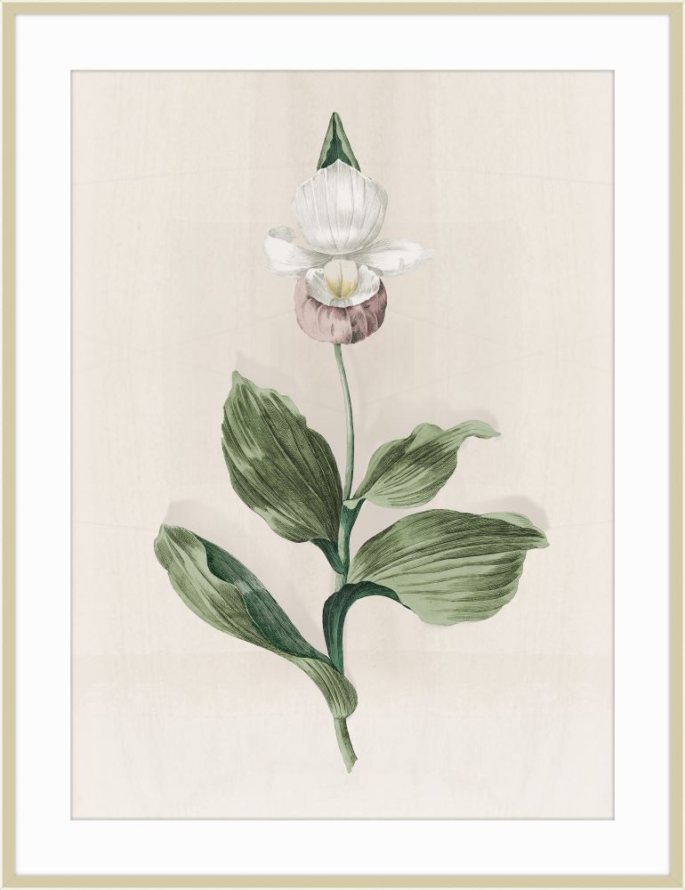 Orchid